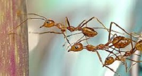  </p>
<div style=" font-size:15px; text-align:right; color:#000000; line-height:30px;">        5 نمونه از موجوداتی که خالق هستی کار تیمی را به صورت غریزی در سرشتشان نهاده   </div>
<div style="font-size:15px; text-align:right; color:#000000; line-height:30px;">تعداد صفحات :3 </div>
<div style="font-size:15px; text-align:right; color:#000000; line-height:30px;">  قیمت: 1000   تومان    </div>
<p>            