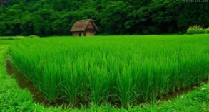 توسعه روستایی